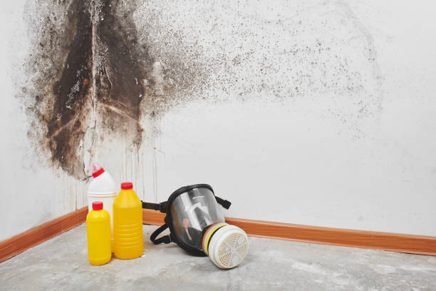 Best Office Mold Removal Services  in Caldwell, TX