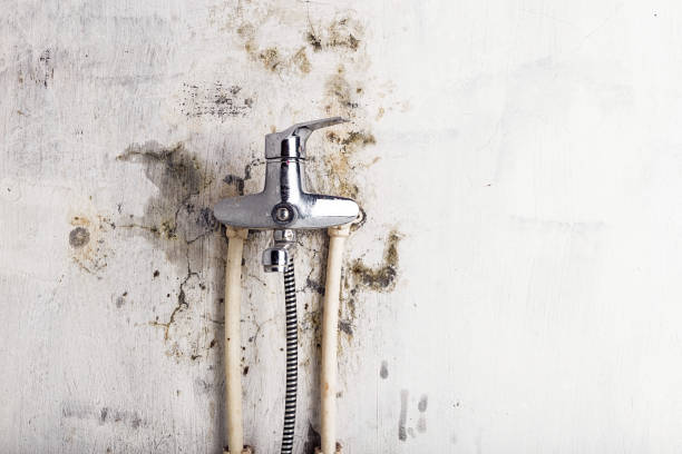 Best Professional Mold Removal  in Caldwell, TX