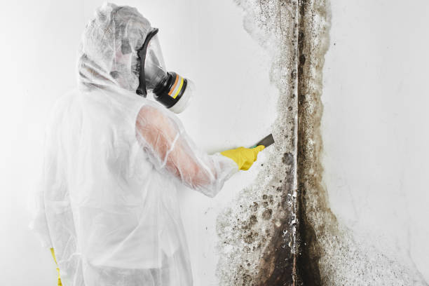 Mold Removal Process in Caldwell, TX