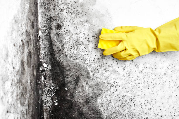 Best Local Mold Removal Service  in Caldwell, TX