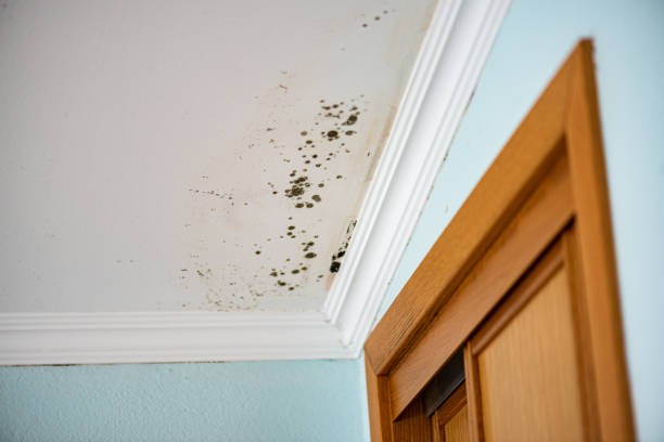 Best Local Mold Removal Service  in Caldwell, TX