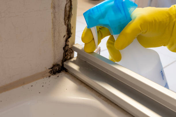 Mold Removal and Inspection in Caldwell, TX