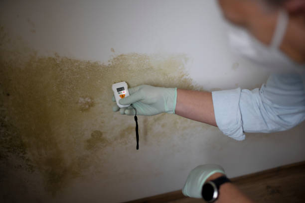 Best Attic Mold Removal  in Caldwell, TX