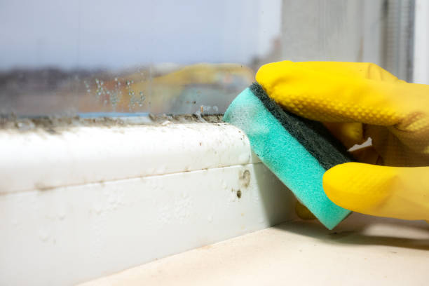 Best Commercial Mold Removal  in Caldwell, TX