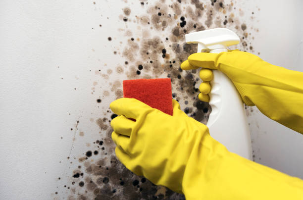 Best Mold Removal Company Near Me  in Caldwell, TX