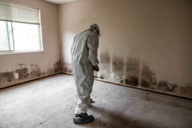 Best Fast Mold Removal  in Caldwell, TX