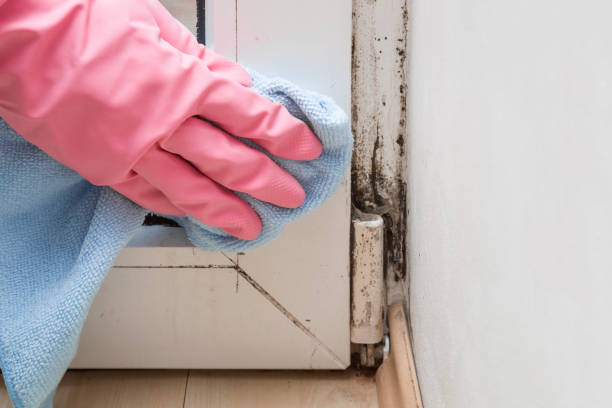 Caldwell, TX Mold Removal Pros
