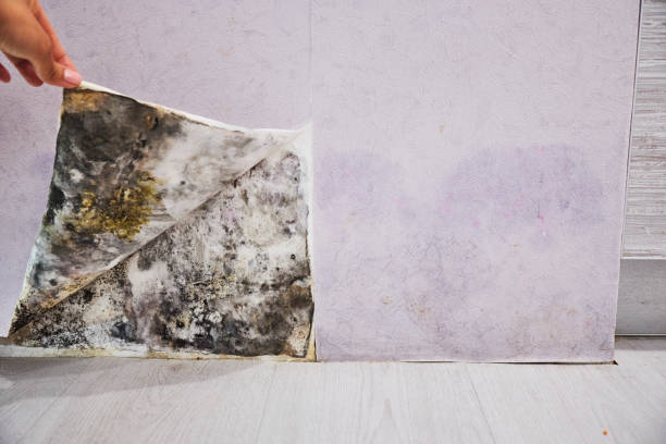 Best Best Mold Removal Companies  in Caldwell, TX